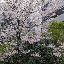 桜